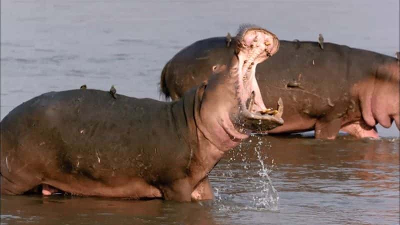 ¼Ƭں Hippos: After Dark1080P-Ļ/Ļ