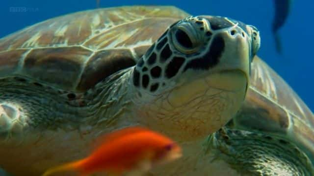 纪录片《海龟太平洋指南 (BBC) A Turtle's Guide to the Pacific (BBC)》[无字] [BT][DVD画质]资源下载