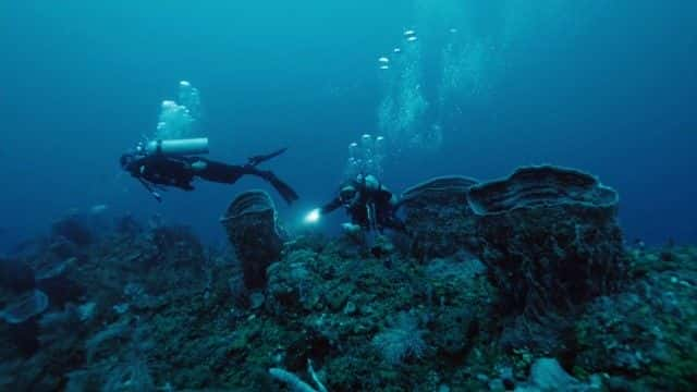 纪录片《加勒比海的宝藏 Treasure of the Caribbean》[无字][BT][1080P]资源下载