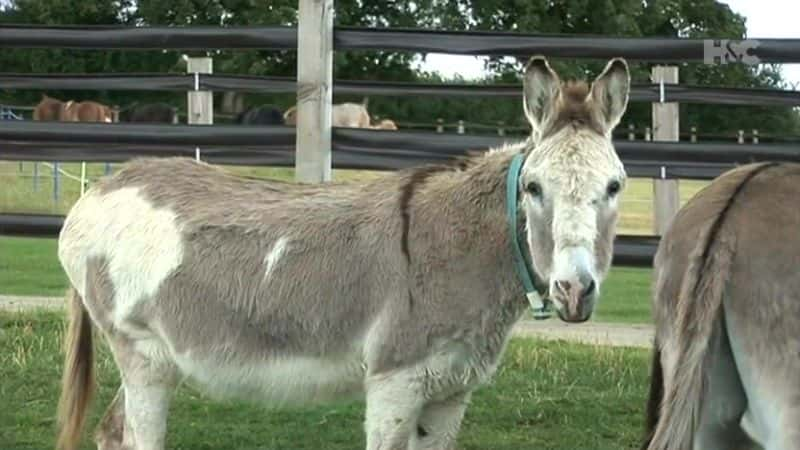 纪录片《拯救贫民窟的驴子 Saving the Slumdog Donkeys》[无字][BT][720P]资源下载