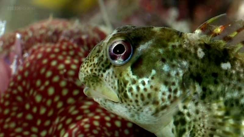 纪录片《岩石池的秘密生活 (BBC) The Secret Life of Rock Pools (BBC)》[无字][BT][1080P]资源下载