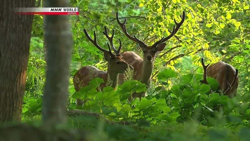 纪录片《雄鹿的秘密：北海道梅花鹿 Secrets of the Stag: Hokkaido Sika Deer》[无字][BT][720P]资源下载