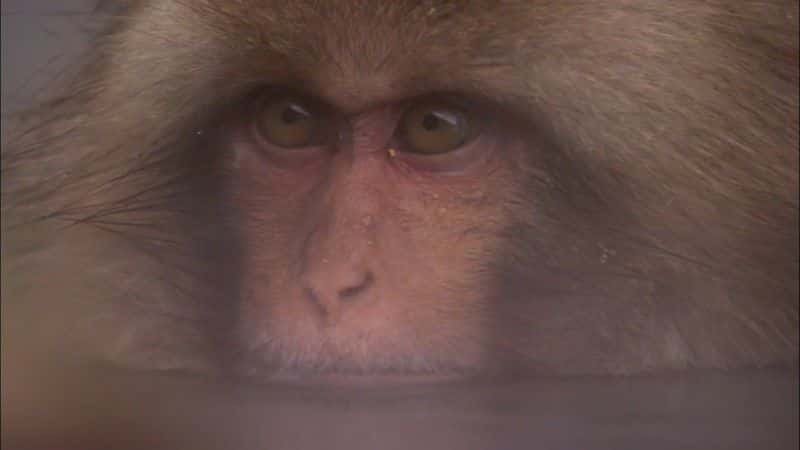 ¼ƬѩBBC Snow Monkeys (BBC)1080Pȫ1-Ļ/Ļ