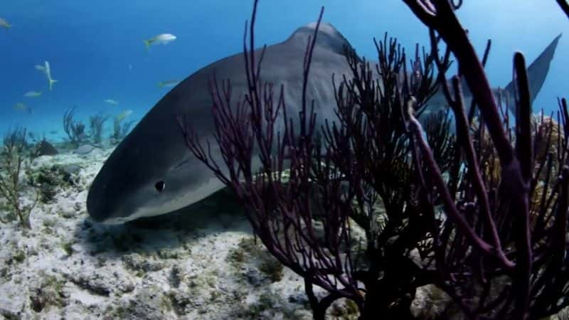 纪录片《鲨鱼潜水 Shark Dive》[无字][BT][1080P]资源下载