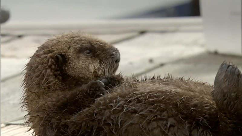 纪录片《海獭：百万美元宝贝 (BBC 1080p) Sea Otters: A Million Dollar Baby (BBC 1080p)》[无字][BT][1080P]资源下载