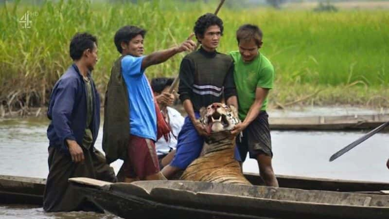 纪录片《泰国虎王 Thailand's Tiger Kingpins》[野生动物][无字幕][1080P][MKV][BT][资源下载]