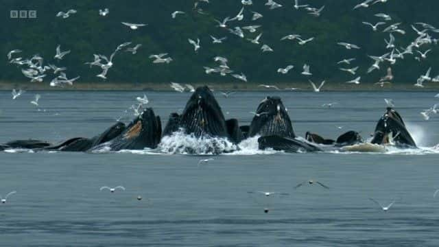 纪录片《海豹马拉天才海洋猎人 Sealgairean Mara Genius Sea Hunters》[无字][BT][720P]资源下载