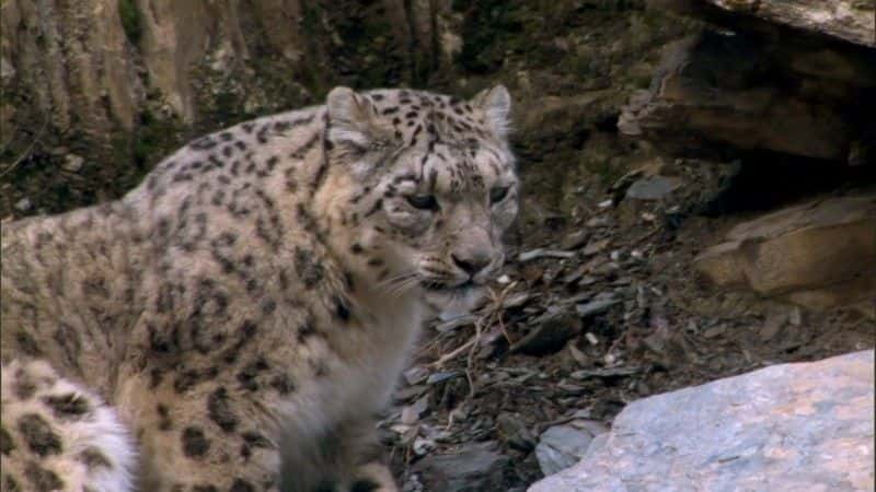 ¼Ƭϲɽ (BBC 1080p) The Himalayas (BBC 1080p)1080P-Ļ/Ļ