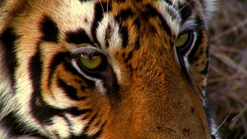 纪录片《杀虎 (BBC) Tiger Kill (BBC)》[无字][BT][720P]资源下载