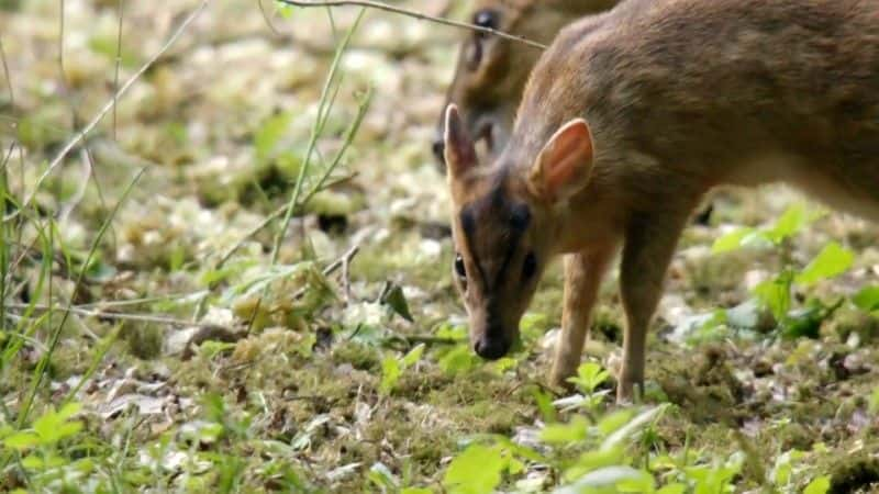 ¼Ƭ2018 괺۲ Springwatch 20181080P-Ļ/Ļ