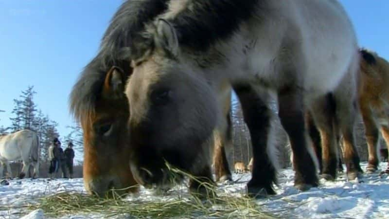 ¼Ƭɽж˹̩ Horse People with Alexandra TolstoyĻ/Ļ