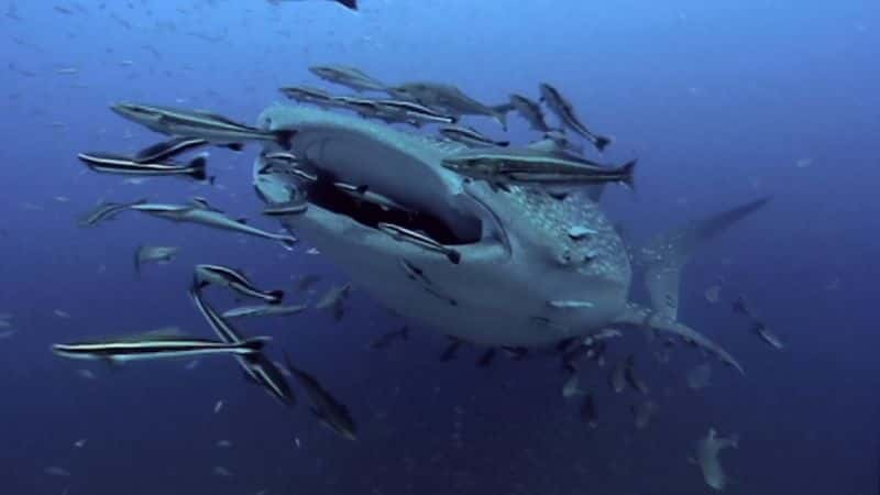 ¼ƬǺĽ The Health of Our Oceans1080P-Ļ/Ļ