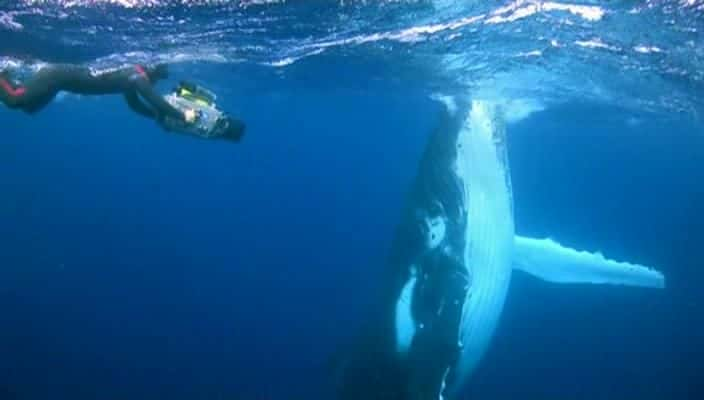 纪录片《鲨鱼水 Sharkwater》[无字][BT][720P]资源下载