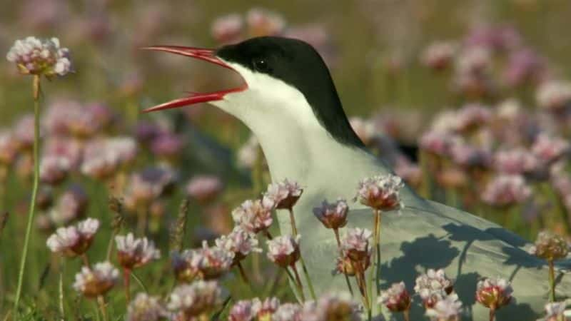 ¼ƬղȺԵ Hebrides: Islands on the EdgeĻ/Ļ