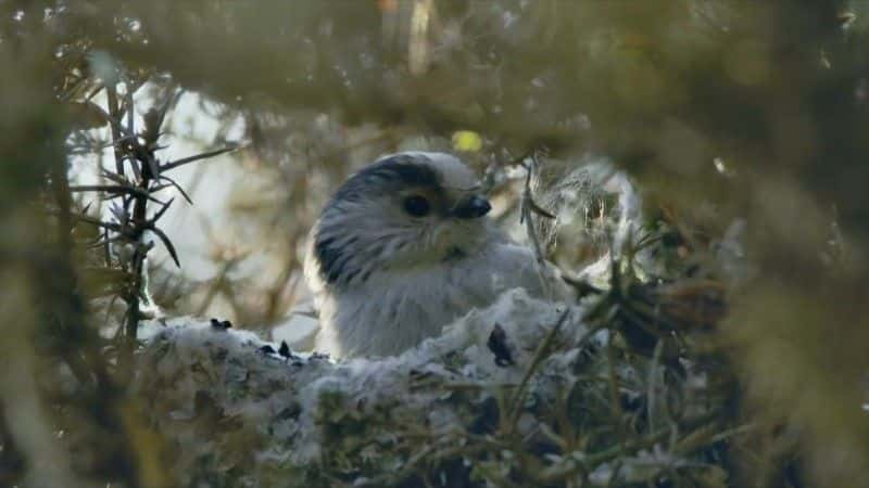 ¼Ƭ2021 괺۲ Springwatch 20211080P-Ļ/Ļ