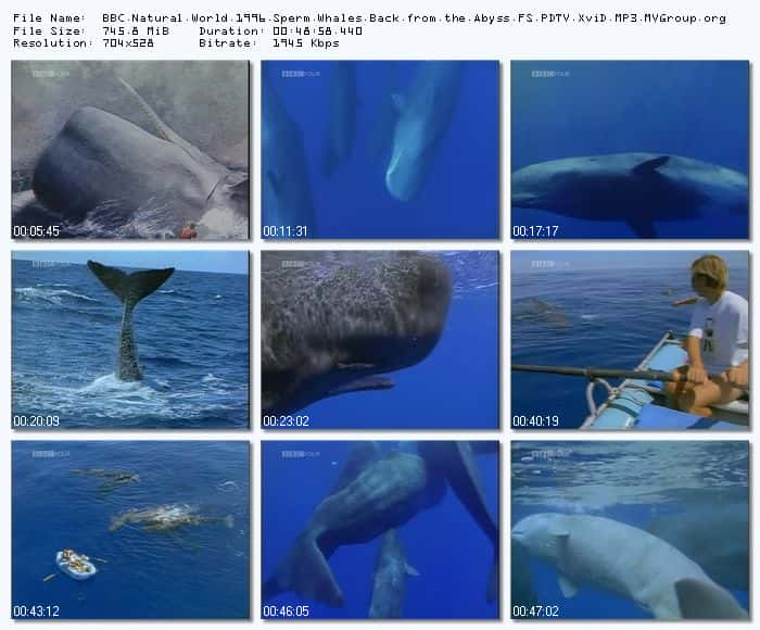 纪录片《抹香鲸 - 从深渊归来 Sperm Whales - Back from the Abyss》[无字][BT][1080P]资源下载