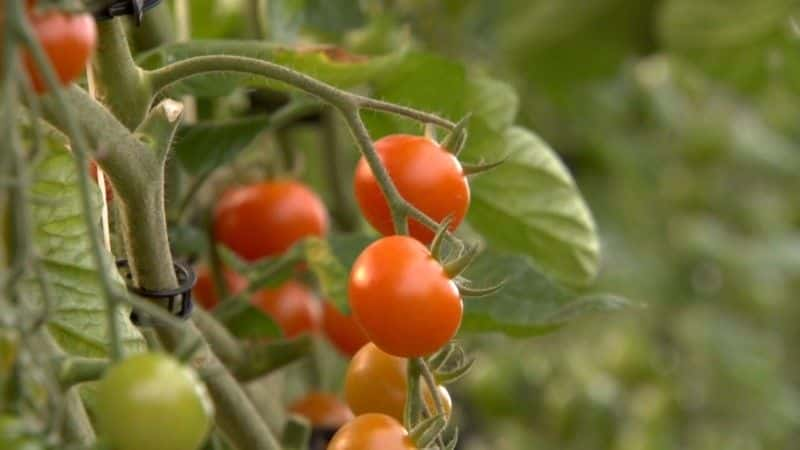 ¼Ƭ⿪ﵺ (BBC) Sicily Unpacked (BBC)ȫ3-Ļ/Ļ