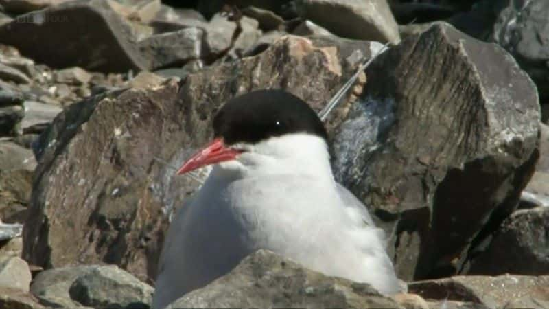 ¼ƬɡȺð Simon King's Shetland Adventure1080Pȫ1-Ļ/Ļ