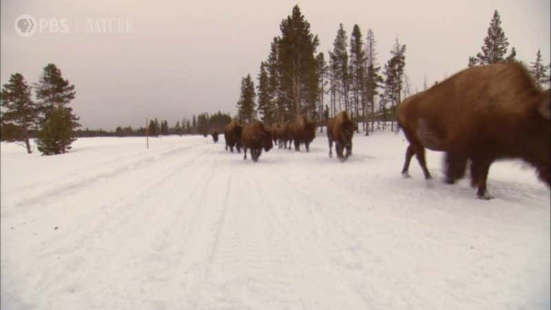 纪录片《景点与声音：黄石公园一小时 Sights and Sounds: An Hour in Yellowstone》[无字][BT][1080P]资源下载