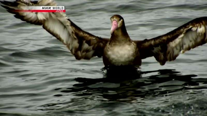 ¼Ƭܣħ Secrets of the Ocean: Aleutian MagicĻ/Ļ