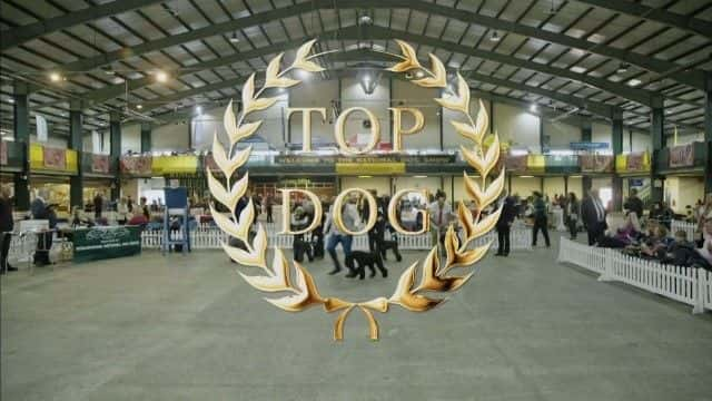 纪录片《顶级狗 Top Dog》全1集[动物][无字幕][1080P][MKV][BT][资源下载]