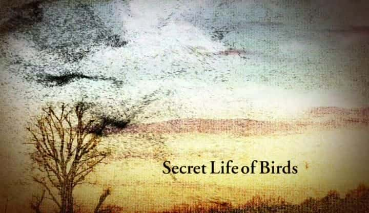 纪录片《鸟类的秘密生活 Secret Life of Birds》[无字][BT][1080P]资源下载