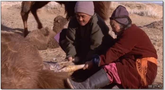 纪录片《哭泣的骆驼的故事 The Story of the Weeping Camel》[无字] [BT][DVD画质]资源下载