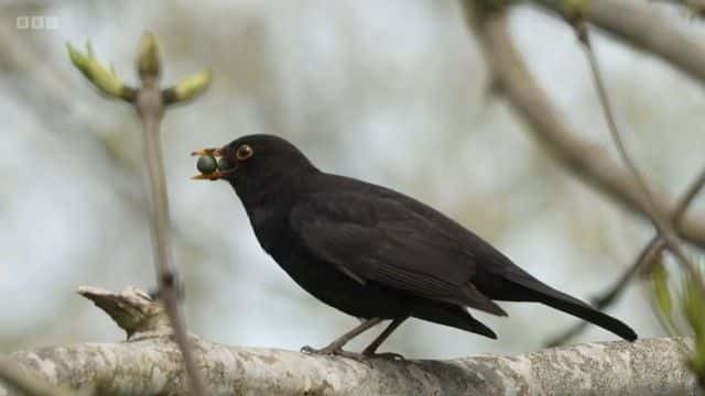 纪录片《Springwatch 红色按钮 2023 Springwatch Red Button 2023》[无字][BT][720P]资源下载