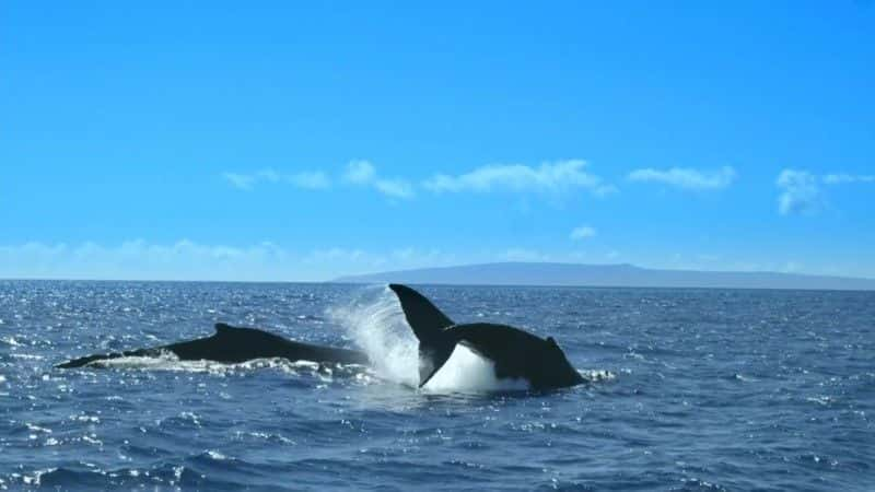 ¼Ƭĵ Sharks of Hawaii1080Pȫ1-Ļ/Ļ