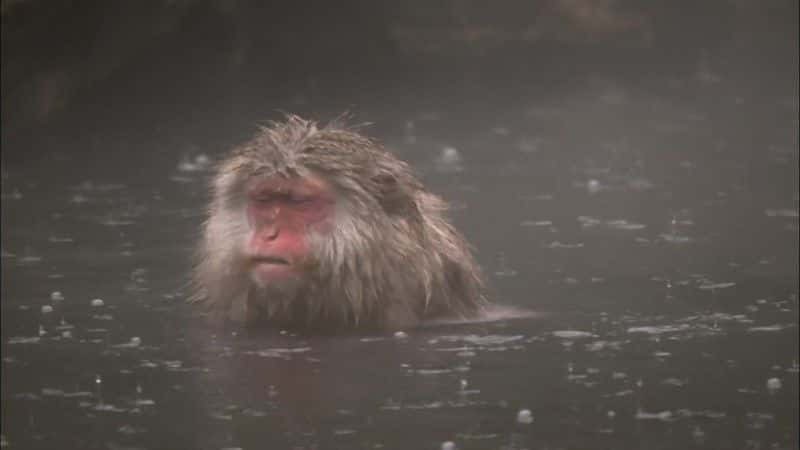 ¼ƬѩBBC Snow Monkeys (BBC)1080Pȫ1-Ļ/Ļ