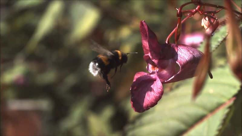 ¼ƬƷ Secrets of Bumblebees1080P-Ļ/Ļ