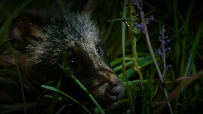 纪录片《韩国：地球上隐藏的荒野 South Korea: Earth's Hidden Wilderness》[无字][BT][1080P]资源下载