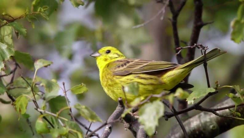 纪录片《Springwatch（BBC Springwatch 2016） Springwatch (BBC Springwatch 2016)》[无字][BT][720P]资源下载