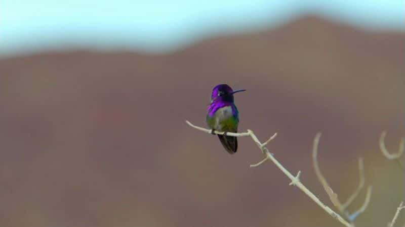 纪录片《超级蜂鸟 Super Hummingbirds》[无字][BT][720P]资源下载