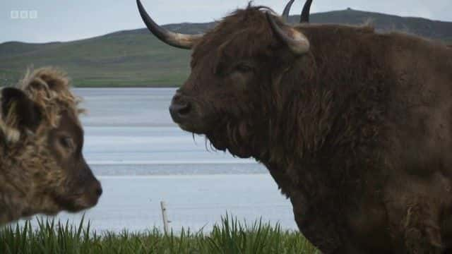 ¼Ƭߵţ The Highland Cattle of Ardbhan1080Pȫ1-Ļ/Ļ