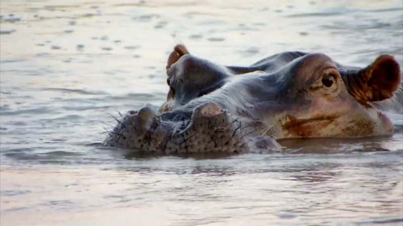 纪录片《河马 (Ch4) Hippo (Ch4)》[无字][BT][1080P]资源下载