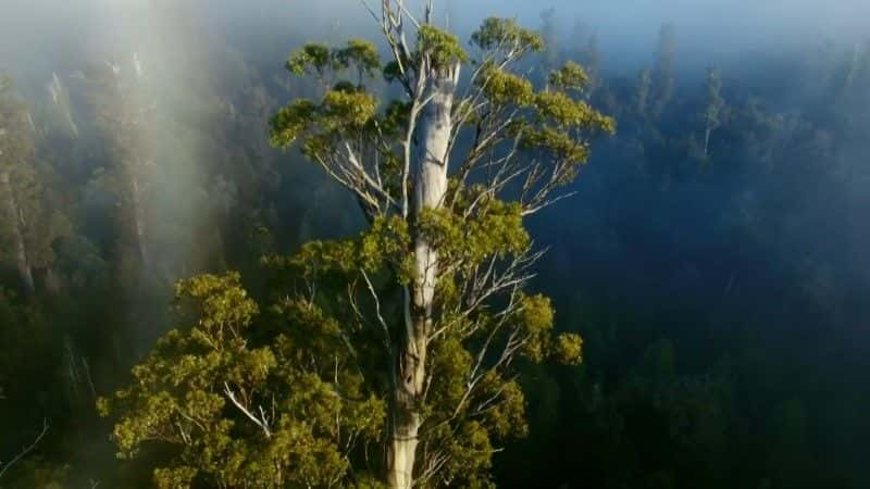 纪录片《塔斯马尼亚：奇异而美妙 Tasmania: Weird and Wonderful》[无字][BT][720P]资源下载