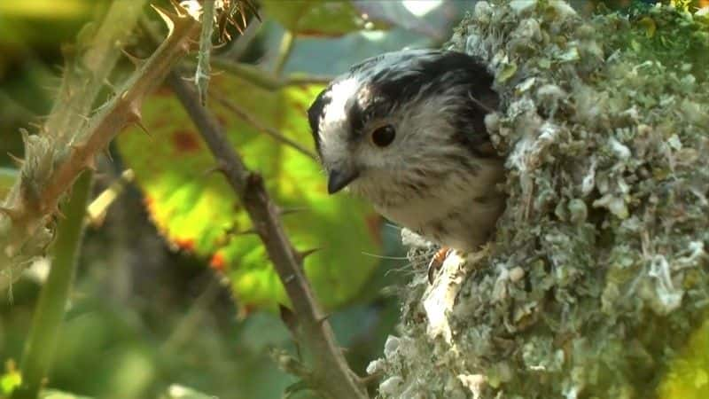 纪录片《春季观察 2017 Springwatch 2017》[无字][BT][1080P]资源下载