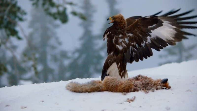 纪录片《超级动力鹰 Super Powered Eagles》[无字][BT][1080P]资源下载