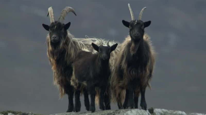 ¼ƬղȺԵ Hebrides: Islands on the EdgeĻ/Ļ