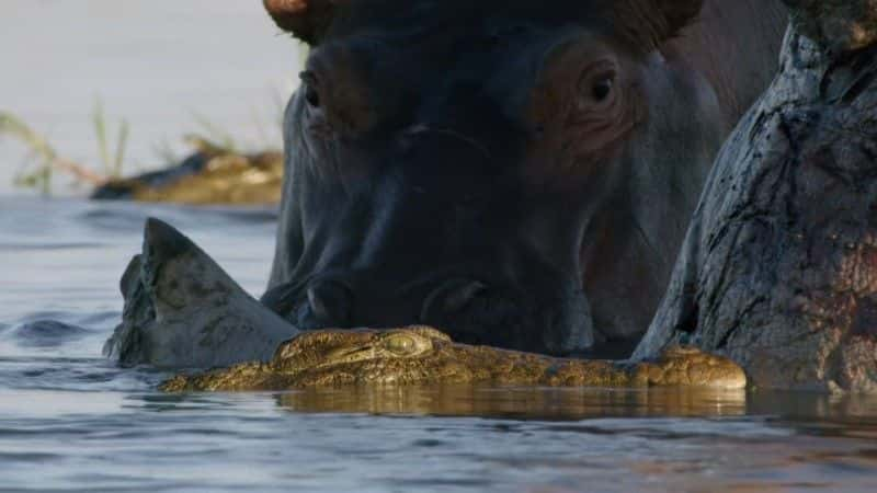 纪录片《河马：非洲的河流巨人 Hippos: Africa's River Giants》[无字][BT][720P]资源下载