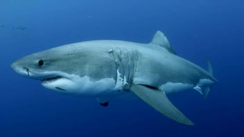 ¼Ƭĵ Sharks of Hawaii1080Pȫ1-Ļ/Ļ