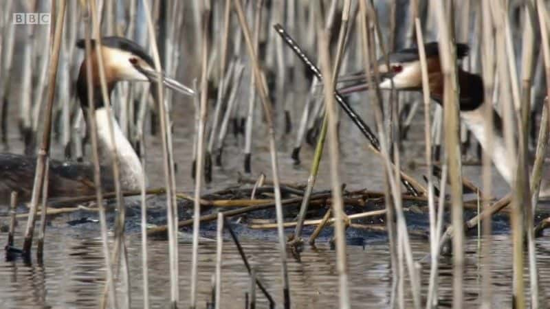 纪录片《Springwatch 红色按钮 2021 Springwatch Red Button 2021》[无字][BT][DVD]资源下载