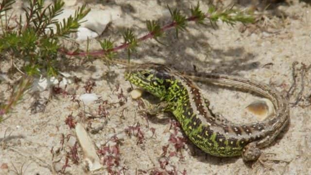 纪录片《2023 年春季观察 Springwatch 2023》[无字][BT][720P]资源下载