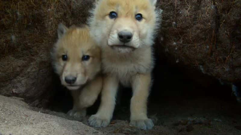 ¼ƬҺѩһ Snow Wolf Family and Meȫ2-Ļ/Ļ