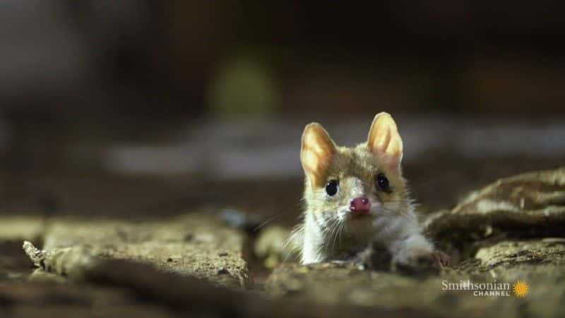 纪录片《塔斯马尼亚：袋鼬的奇妙生活 Tasmania: Curious Life of Quolls》[无字][BT][720P]资源下载