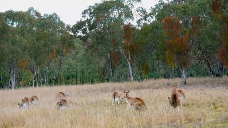 纪录片《袋鼠的秘密生活：系列 1 Secret Life of the Kangaroo: Series 1》[无字][BT][720P]资源下载