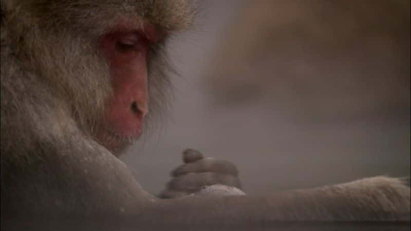 ¼ƬѩBBC Snow Monkeys (BBC)1080Pȫ1-Ļ/Ļ