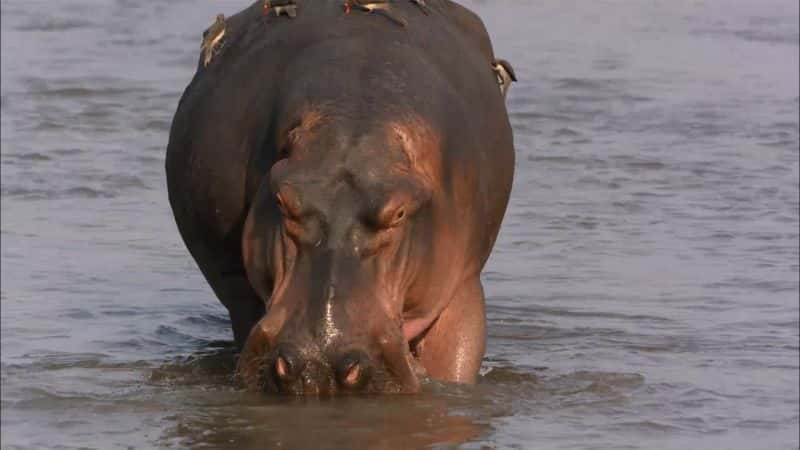 ¼Ƭں Hippos: After Dark1080P-Ļ/Ļ