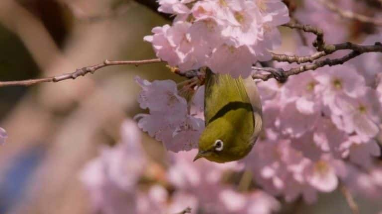 ¼ƬձSpringwatch Springwatch in Japan1080P-Ļ/Ļ